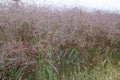 Switchgrass Panicum virgatum Squaw, field of reddish plumes with seeds Royalty Free Stock Photo